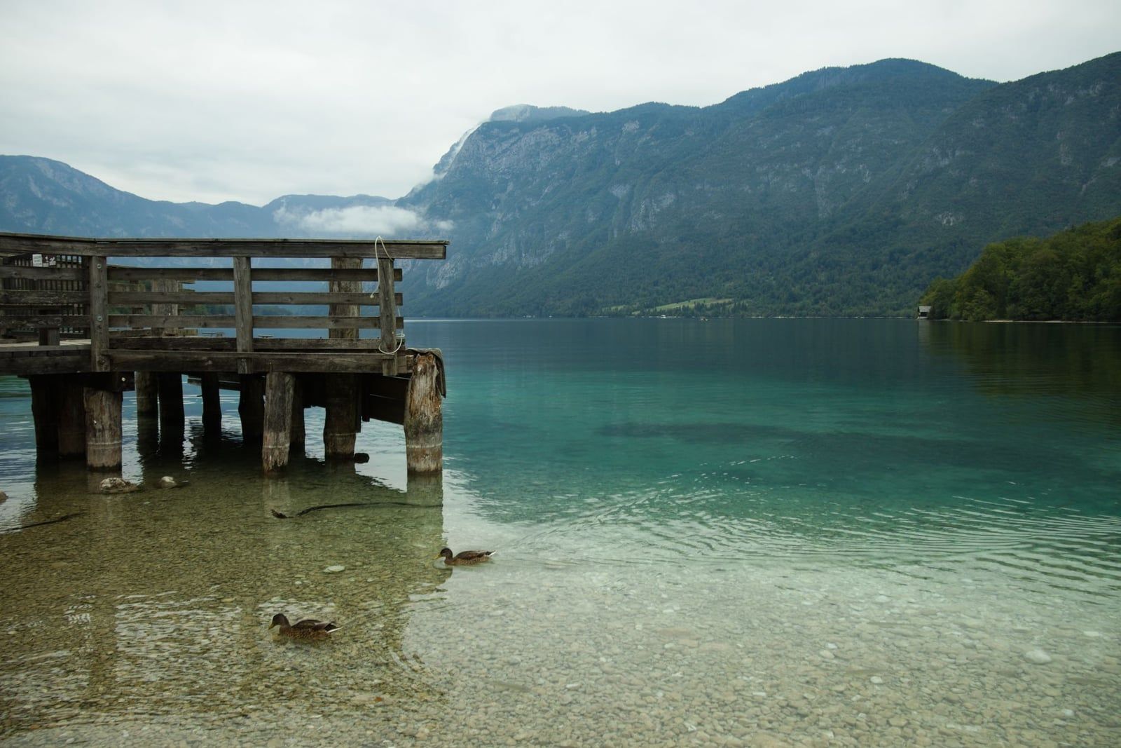 Enten schwimmen im klaren türkisfarbenen Wasser des Bohinj-Sees neben einem Holzsteg, mit den Gipfeln der Julischen Alpen im Triglav-Nationalpark im Hintergrund.