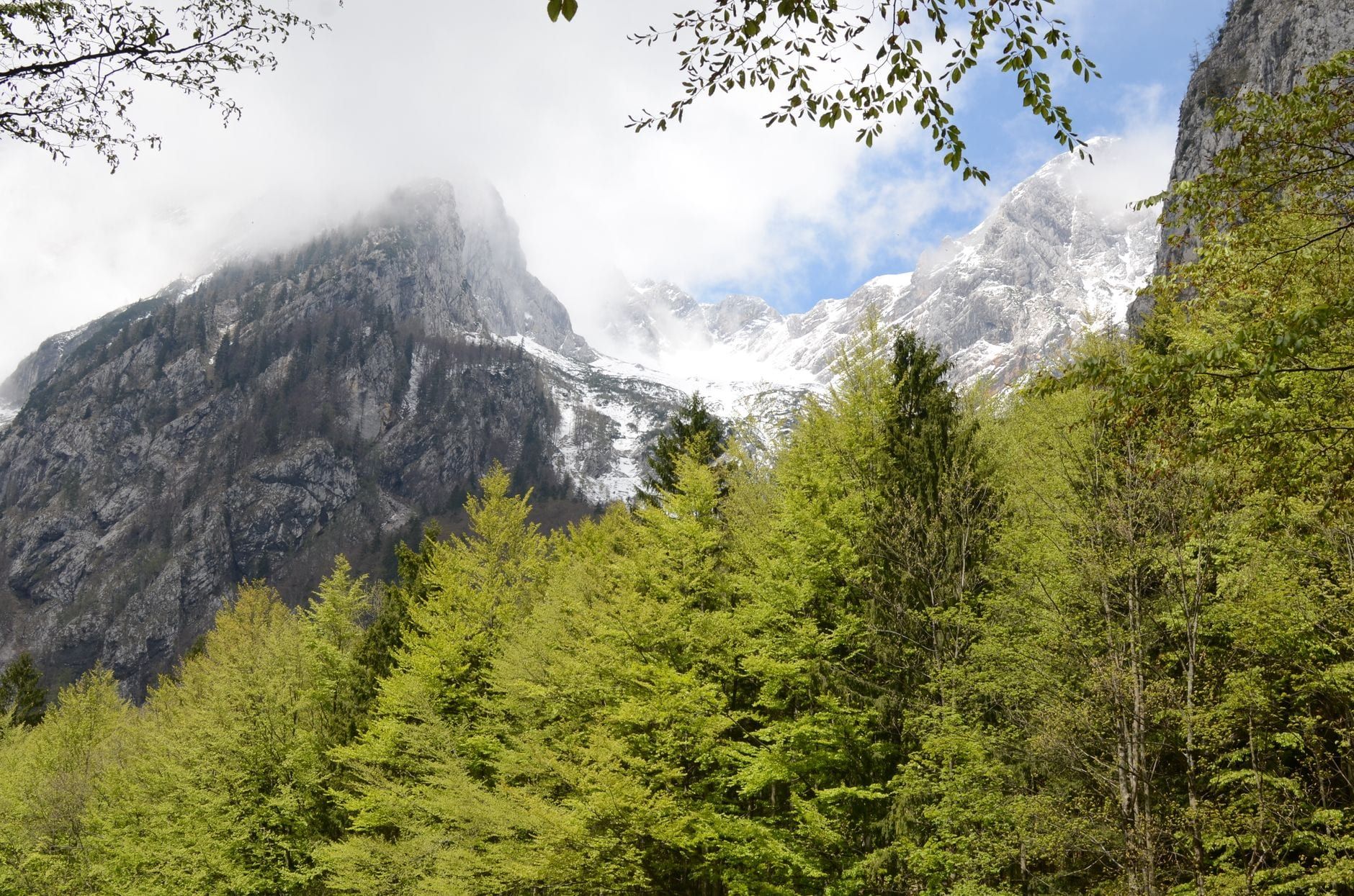 Weelderig groen bos op de voorgrond onder ruige, met sneeuw bestoven bergtoppen in het Triglav Nationaal Park.