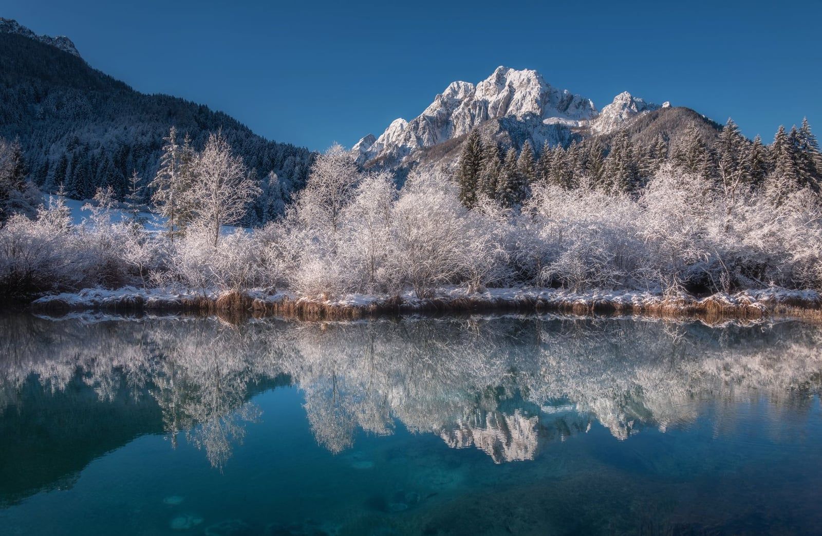 Besneeuwde bomen en een getande alpiene piek weerspiegelen in het rustige, onbevroren water van de Zelenci-bronnen nabij Nationaal park Triglav.